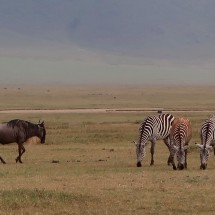 Serengeti and Ngorongoro Crater